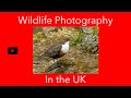 Photographing Wildlife in the UK - Target Species The Dipper.