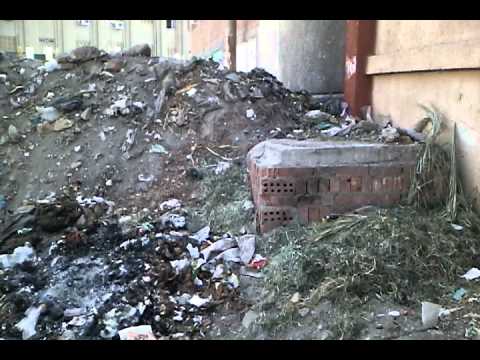 اغلاق شارع النجدة بالقرب من حديقة الحيوان بنى سويف