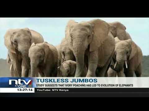 Kernya-y: Ivory poaching