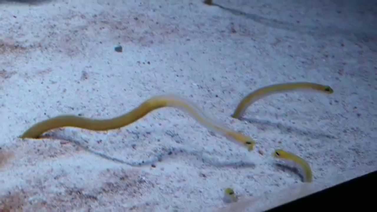 garden eel FIGHT! the new england aquarium yawkey gallery BOSTON