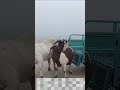 Who met all the friends, Goat Base, recorded the real life of the farmer  Female sheep58