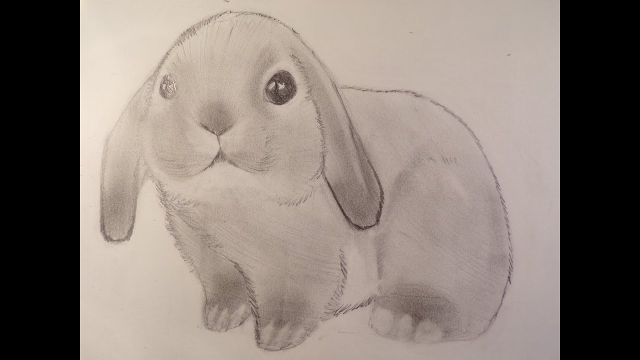 Dessin/ Dessiner une petit lapin bélier ! - YouTube