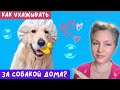 🐕📝🐾 Как ухаживать за собакой дома?