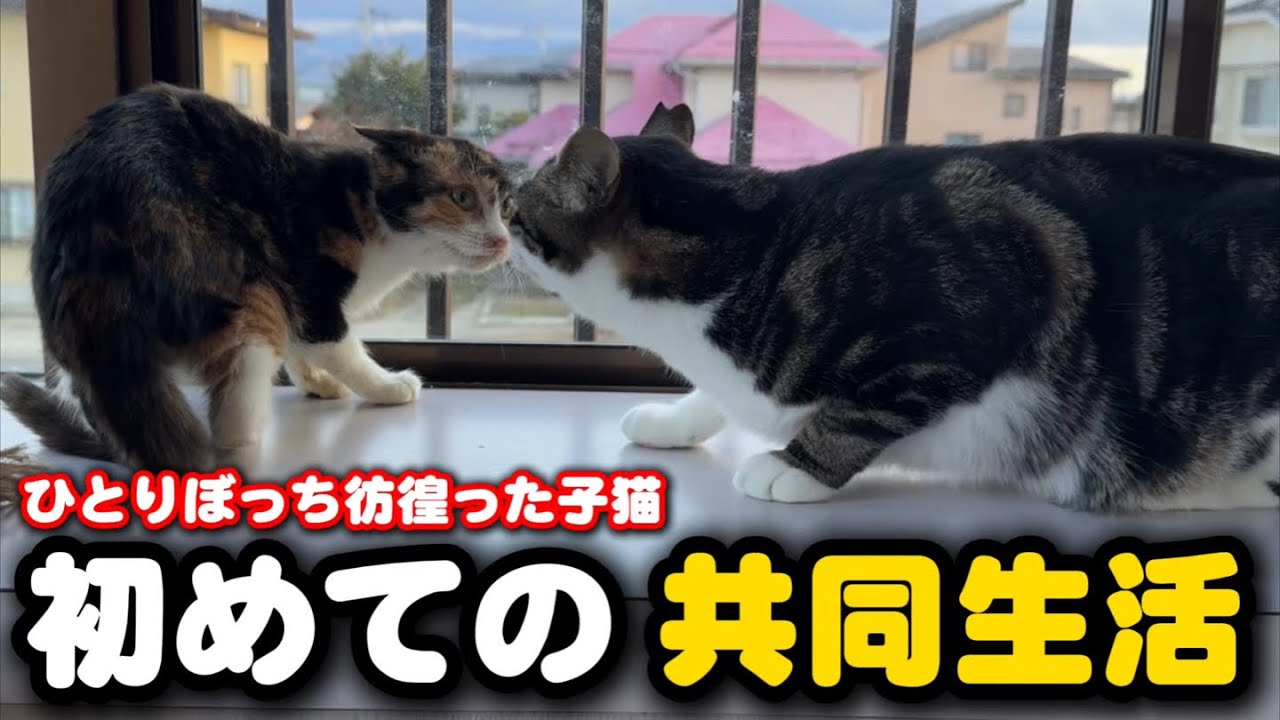 The kitten has finished its isolation period and moved into the