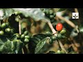 Webinar: Building Climate Resilience in the Ugandan Coffee Sector