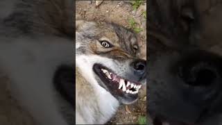 Wild wolf teeth 😈#shorts#Animal lover screenshot 3