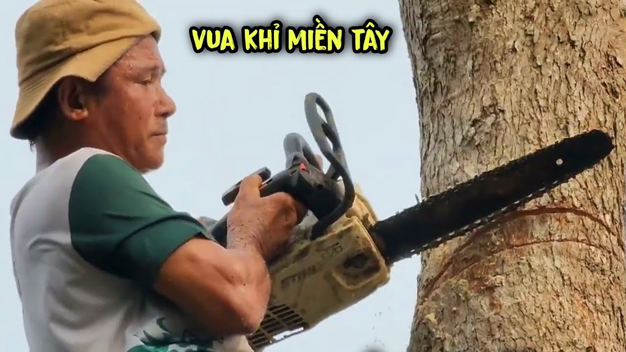 Amazing!!! How to master of chainsaw cut down a giant nacre tree - YouTube