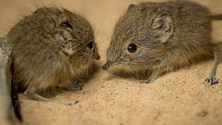 Zoo's Tiny, New Additions 'Ping' and 'Pong' Are Actually Related to Elephants