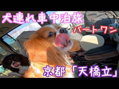 【犬連れ車中泊の旅】目的地は天橋立！キャバリア２匹と娘と父の車中泊旅の動画！パート１