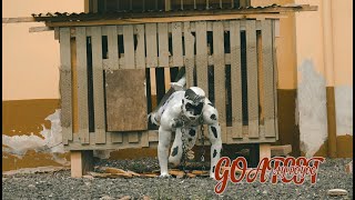 Ay Poyoo - Goatest