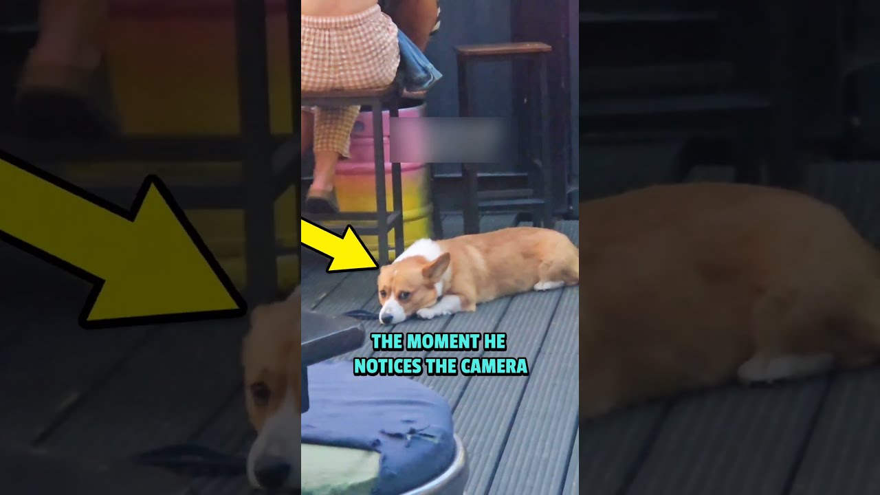 When Your DOG Realizes He S Being Filmed 