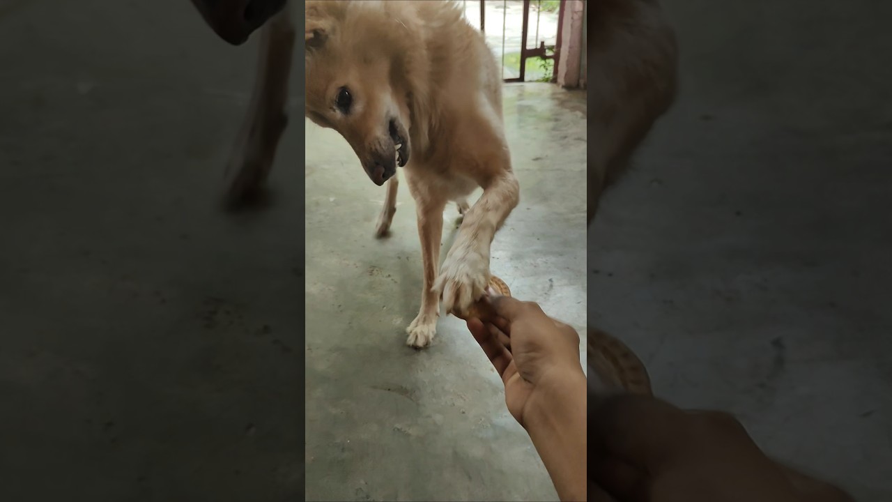 ❤️😍🧿Pullaya kannu vikaathinga pa 🥹Do support and Subscribe 😁💗