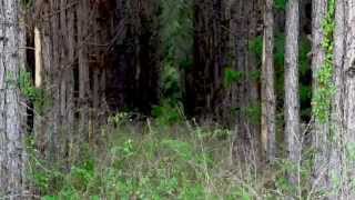 The Wyatt Family Live In Fear [Cryptic Intro] Entrance Video