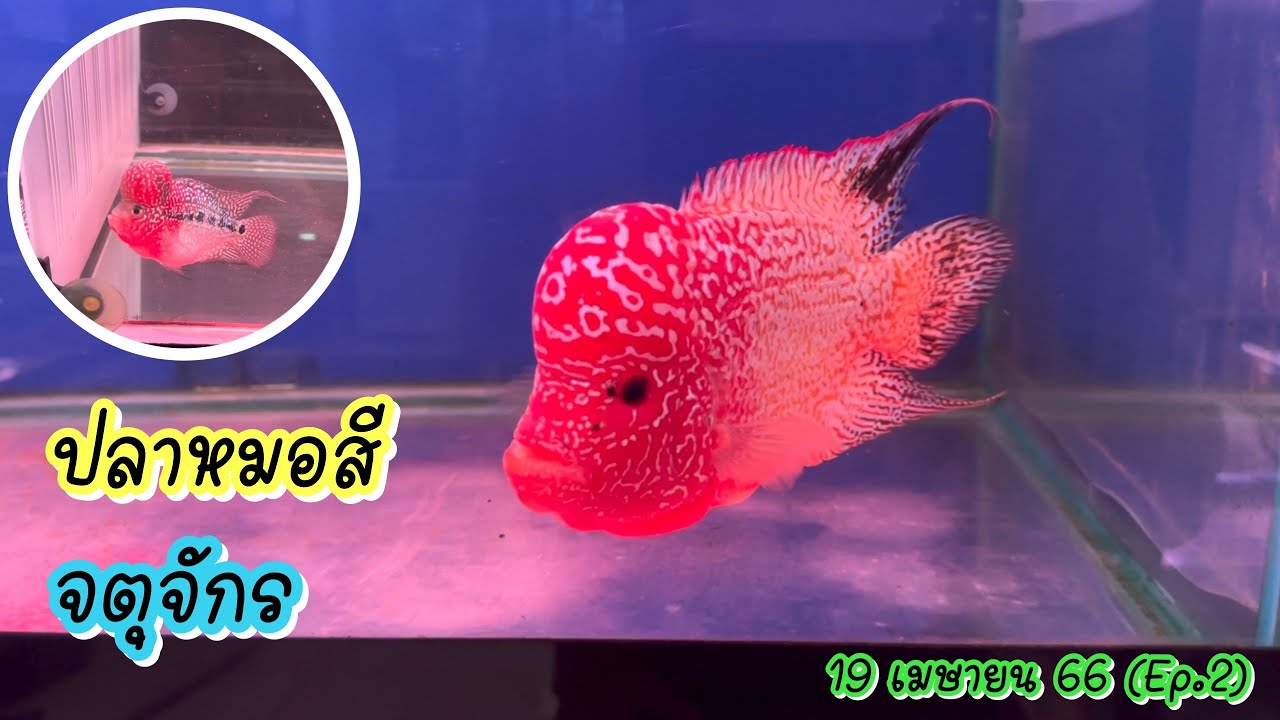 Zing’s Day I ปลาหมอสีตลาดจตุจักร 19 เมษายน 66 (Ep.2)