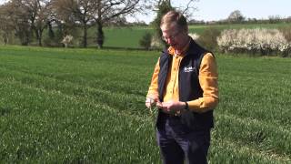 How to identify the growth stages of wheat