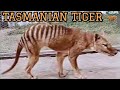 Tasmanian Tiger in Color | Extinct Thylacine 4k 60fps Restoration