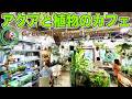【アクアリウム】植物とアクアリウムに囲まれたカフェがこちらです(癒しの空間でお茶しませんか?グリーンウィズグッドコーヒーへようこそ)
