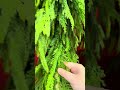 Raz 6.5' Real Touch Real Feel Norfolk Pine Christmas Garland G4622765