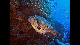 Dive Safari Koh Bon, Koh Tachai, Richelieu Rock 2018