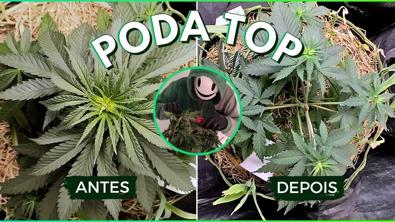 Como Fazer Poda Top em Cannabis: Guia Completo + Bônus