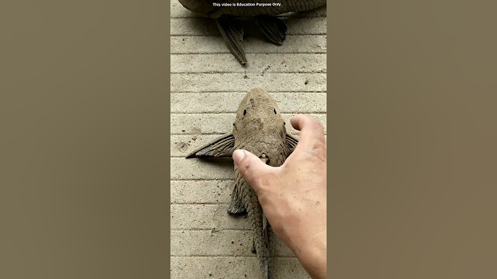 This Fish Can Survive 7 Days on the Ground 😱
