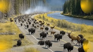 Thousands Of Animals Are Suddenly Leaving Yellowstone National Park