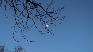"Nocturne" by Marion Bauer - Diane Gray-Chamberlain, Soprano