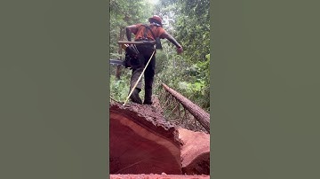 Dreamy #husqvarnachainsaw #logging