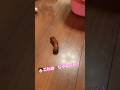 これはう〇ちじゃない、あんこ!じゃないかりん... #shorts #cat #funnyvideo