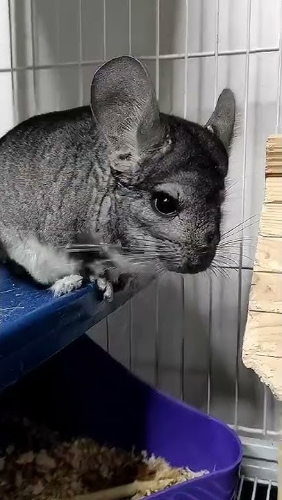 Шиншилла пахнет порохом 🐇🐭🐿️#шиншилла #распаковка корм для шиншиллы ...