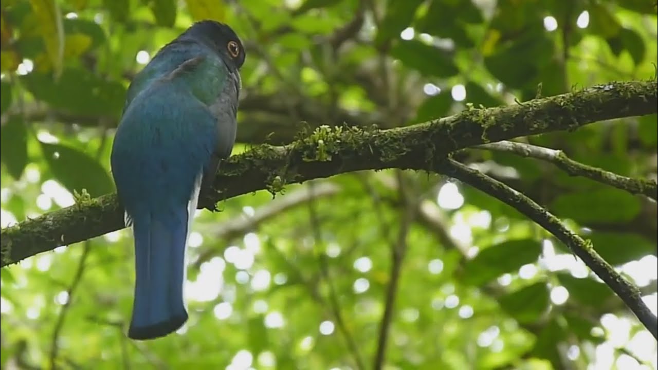Surucuá-variado (Trogon surrucura) - Surucua Trogon - Surucuá 