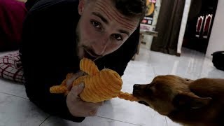 I will always make time to play with my dogs. Chihuahua dogs