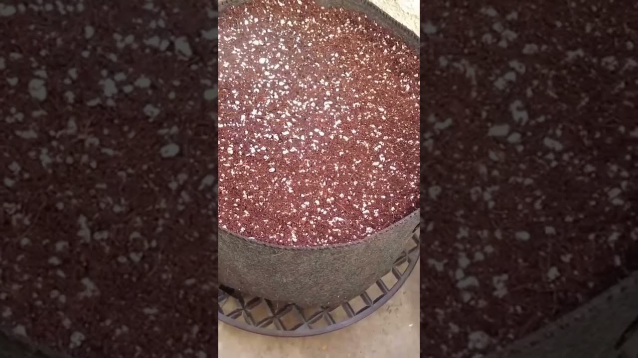 Growing  male plant - Part 2