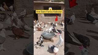 itne Sare Fancy Kabutar Le Liya 😱🕊️#pets #petslovers #kabutar #shorts #ytshort #birds