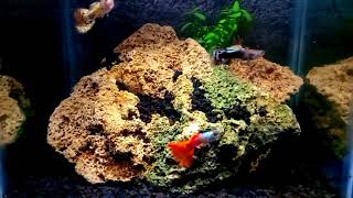 Story Wa ikan Guppy [Di akuasecape kecil.Bagus]