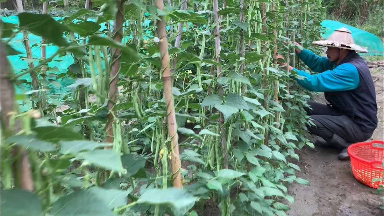 採收「四季豆」稀稀弱弱的枝葉中～高產量～哈哈哈