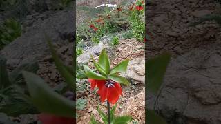 Inverted Tulips Bloom on Iran’s Mountains | Spring Beauty of Dehaghan | لالههای واژگون