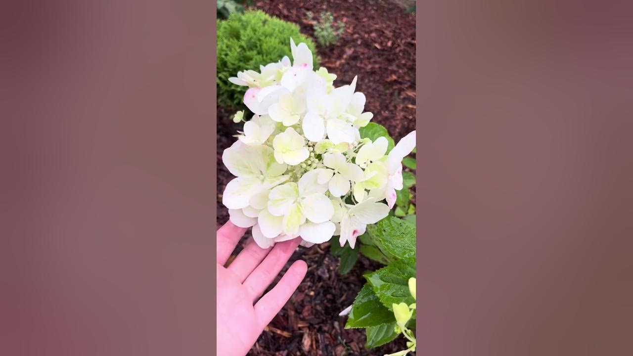 Free Images : petal, botany, garden, flora, shrub, flowering plant, summer flowe