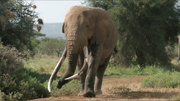 Tuskers. Saving the last gentle giants