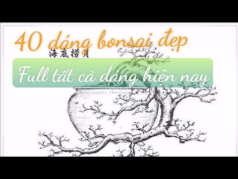 Những Thế Bon Sai Đẹp - Tổng hợp full 40 dáng thế demo bonsai đẹp của Trung Quốc #bonsaiutnguyen