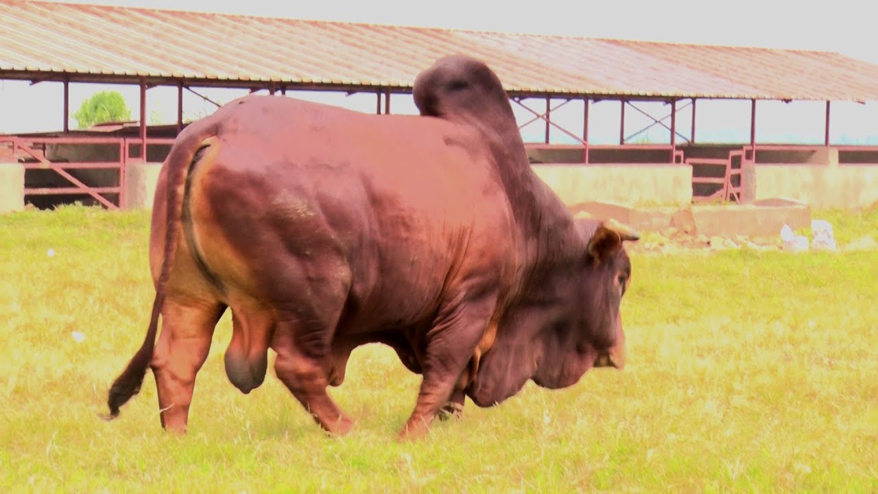 Ubuhinga bwo kubika neza ubwatsi bw'ibitungwa haba mu gihe c'imvura canke igihe c'ici