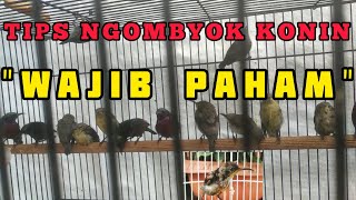 Cara Pilih Konin Istimewa di Ombyokan, Tips Memilih Konin Bakalan