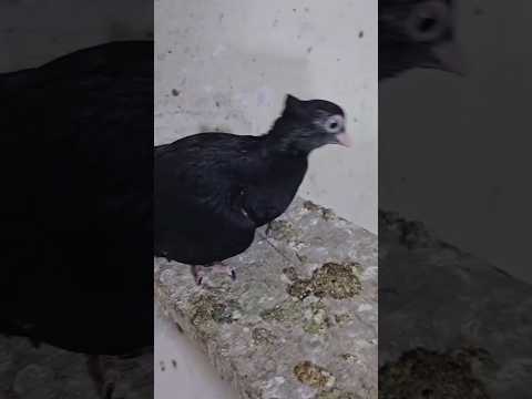 جوجه زاغ اصیل بلبل الطائر Bird Kuş السعودية الامارات Explore Entertainment 