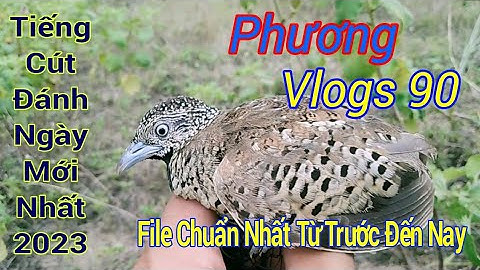 Tiếng Cút Đánh Ngày Mới Nhất 2023 ( File Chuẩn Nhất Từ Trước Đến Nay )_Phương vlogs 90