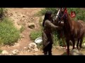 شيله ونيت من صدات ال حباب 