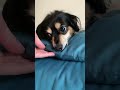 めっちゃ怒ってるけど、ある一言で手の平を返す犬 #保護犬