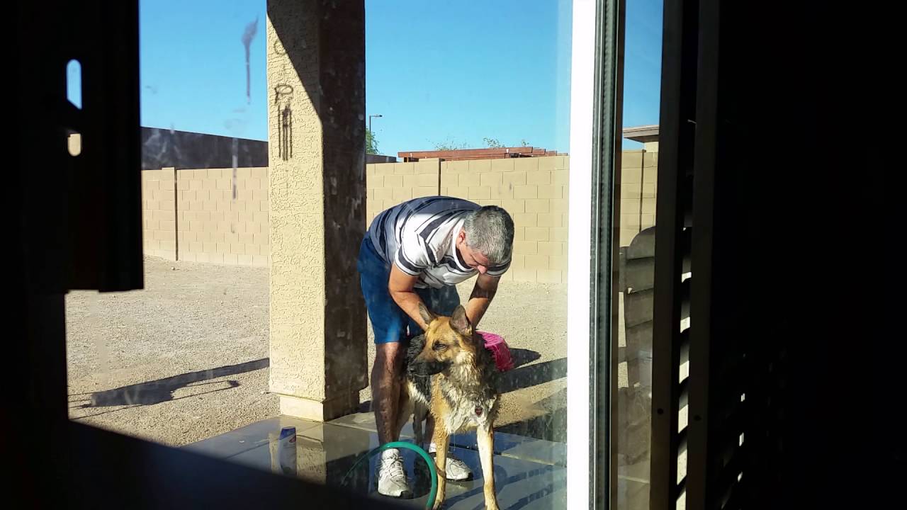German Shepherd shower time YouTube