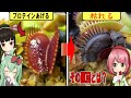 ハエトリソウにプロテインを食べさせた結果..。捕虫葉が枯れた原因とは？【食虫植物TV】