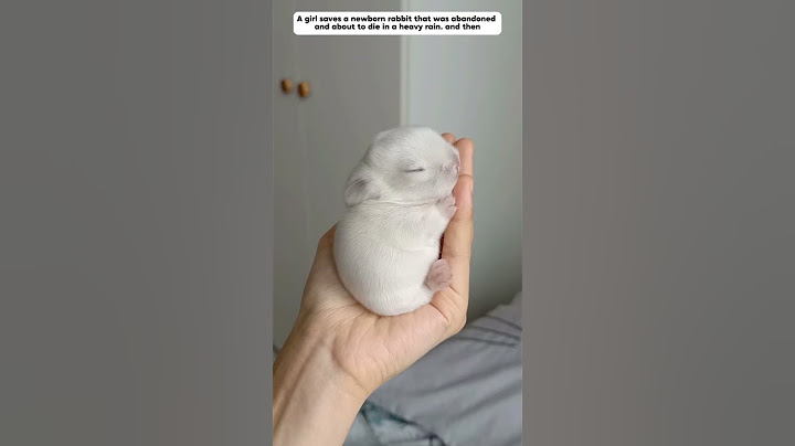 a girl saved an abandoned newborn rabbit, took care of it, so wonderful #rabbit #animals #shorts