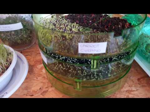 Video: I semi che germogliano possono essere usati per i microgreens?